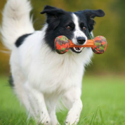 Alternative view of Major Dog Barbell