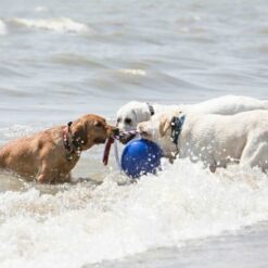Alternative view of Tuggo Water Weighted Dog Toy