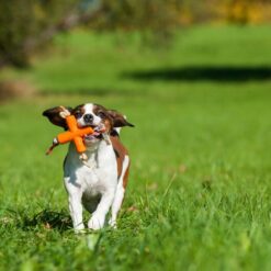 Alternative view of Major Dog - Dog X for Small Dogs