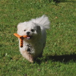 Alternative view of Major Dog Whirl Small