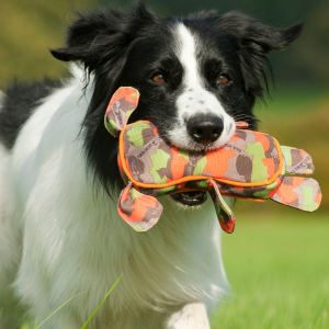 Major Dog with Collie playing