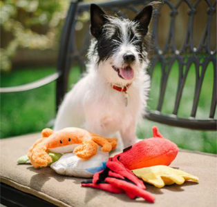 Under the Sea Plush Dog Toy Collection with dog smiling