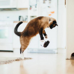 Cat Jumping on Catch a Meowse Toy