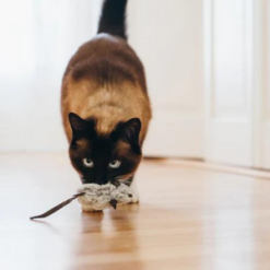 Catch a Meowse Toy and cat playing