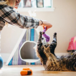 Wiggly Wormies Catnip Toy and cat playing