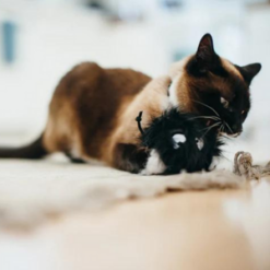Frisky Furball and cat playing