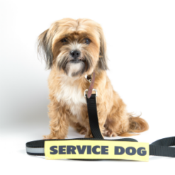 Service Dog Leash Talker
