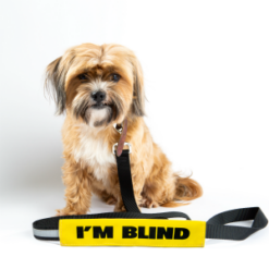I'm Blind Leash Talker