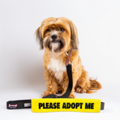 Adopt Me Leash Talker