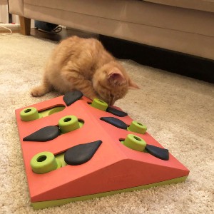 Melon Madness Puzzle & Play Feeder orange cat playing