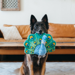 Fetching Flock Plush Dog Toy Collection playing with plush peacock toy