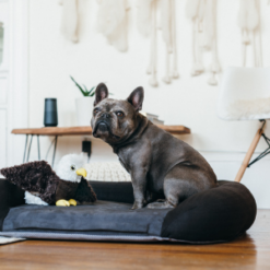 French Bulldog playing with Fetching Flock Eddie the Eagle