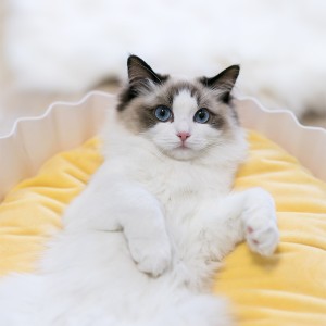 White cat laying backside down in a cupcake shaped bed with bright yellow mattress