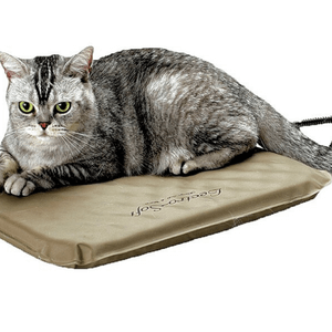 picture of cat on heated bed