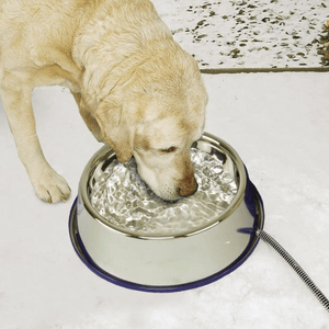 Dog drinking from bowl
