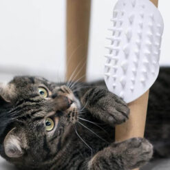 All You Need to Know about Cat Grooming and Deshedding