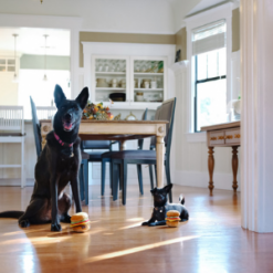 Two black dogs looking at plush hamburger dog toy