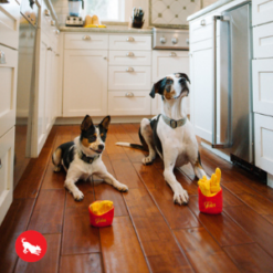 two dogs looking at french fries