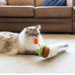 Shrimp Purrito and cat playing