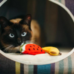 Tutti FUR-Uti Catnip Toy and cat playing