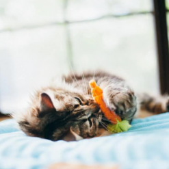 Farm to Tabby Catnip Toy and cat
