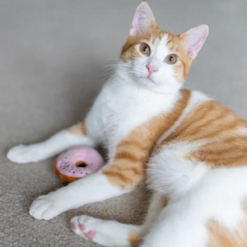 Kitty Kreme doughnut toy with orange cat