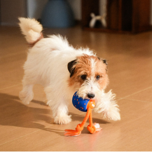 Wicked Ball Rolly - Image 3