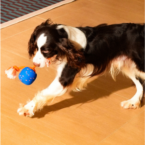 Wicked Ball Rolly - Image 4